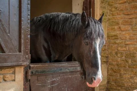 Horses in a barn Stock Photos