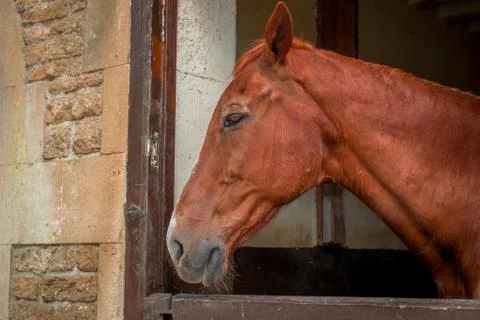 Horses in a barn Stock Photos