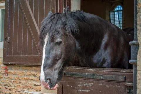 Horses in a barn Stock Photos