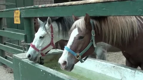 Horses In Barnyard Stock Footage 12385757