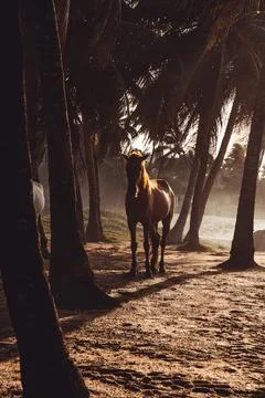 Horses on the beach in Brasil Stock Photos