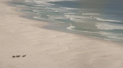 Horses on beach Stock Footage 25507729