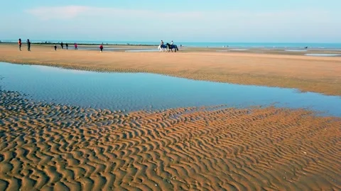 Horses on the beach Stock Footage 214665341