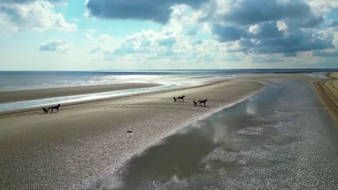 Horses on the beach Stock Footage 263221334