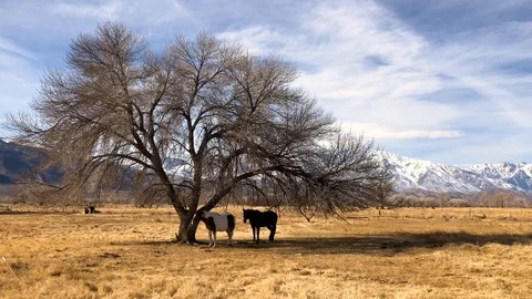 Horses in Beautiful Field Stock Footage 101043987