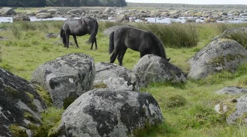 Horses in a beautiful landscape Stock Footage 18011087