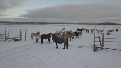 Horses - Beginning of Winter 1 스톡 동영상 102422991