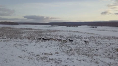 Horses - Beginning of Winter 2 스톡 동영상 102423573