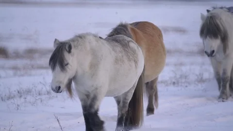 Horses - Beginning of Winter 3 스톡 동영상 102426393