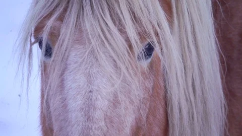 Horses - Beginning of Winter 4 스톡 동영상 102427861