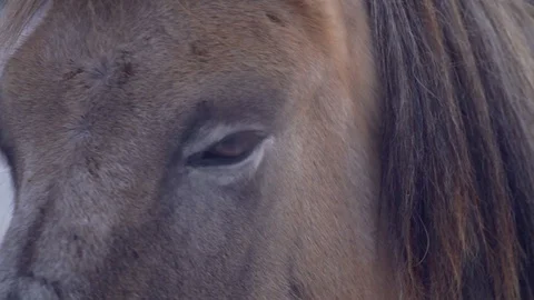 Horses - Beginning of Winter 5 스톡 동영상 102427864