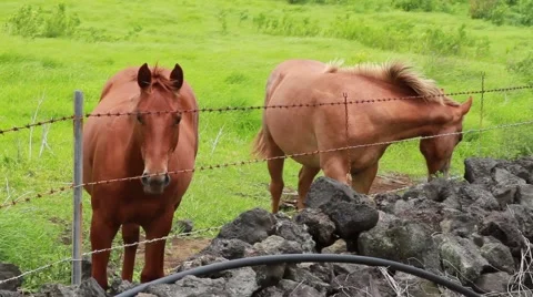 Horses behind fence Video stock 44971599