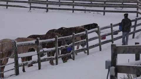 Horses being fed in Snow  Stock Footage 71150747