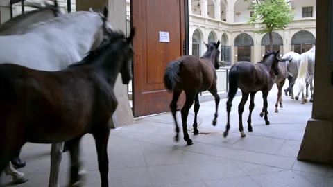 Horses being led into the Imperial Stables used by the Spanish Riding School Stock Footage 135339930