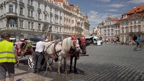 Horses being washed down on the Old Town Square in Prague, Czech Republic Vídeo Stock 111946302