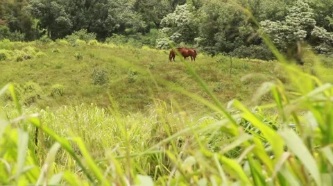 Horses in BG Stock-Footage 44971329