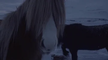 Horses Biting Gras In The Snow Stock Footage 85481943