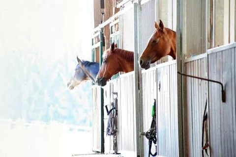 Horses in box in stable Stock Photos