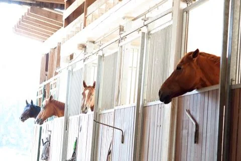 Horses in box in stable Stock Photos