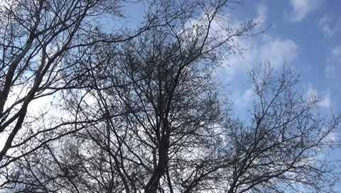 Horses, branches 스톡 동영상 37588591