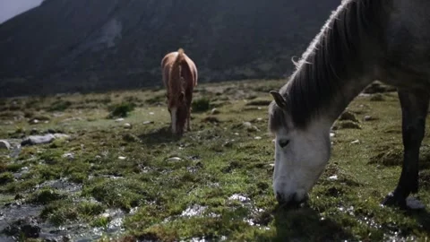 Horses in Breathtaking Mountain Range 動画素材 243025938