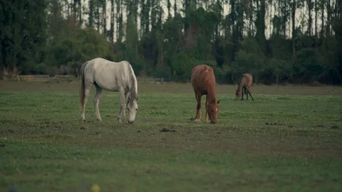 Horses breeding grass in a large field with morning light in the countryside Stock Footage 124603780