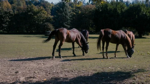 Horses browsing Stock Footage 163471218