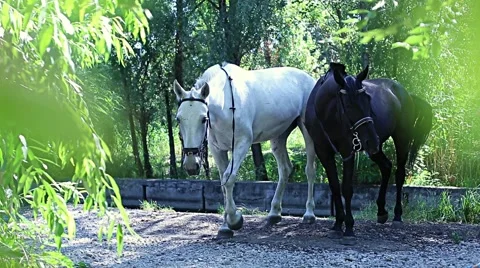 Horses in the bush Stock Footage 53485751