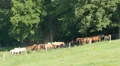 Horses in Cades Cove 1 HD Footage