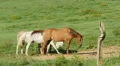 Horses in Cades Cove 2 HD Footage