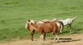 Horses in Cades Cove 3 HD Footage