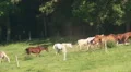 Horses in Cades Cove 4 HD Footage
