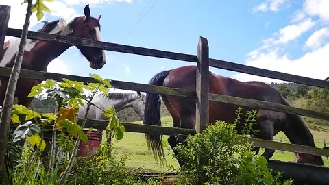HORSES IN THE CAMP Stock Footage 75273082