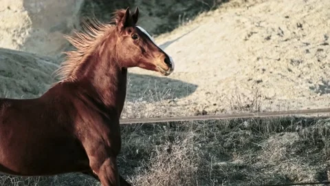 Horses of Cappadocia Stock Footage 233916298