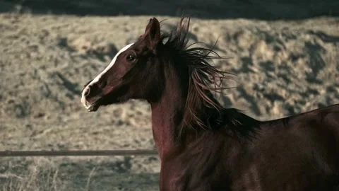 Horses of Cappadocia Stock Footage 233916805