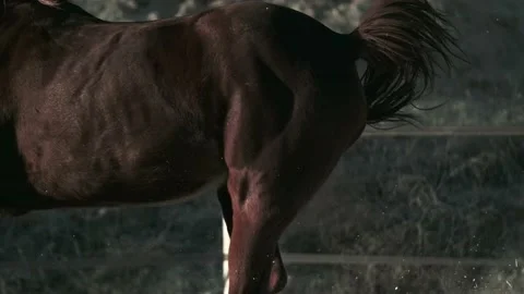 Horses of Cappadocia Stock Footage 233916984