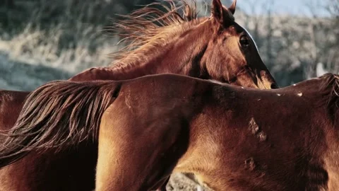 Horses of Cappadocia Stock Footage 233917432