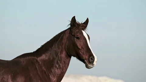Horses of Cappadocia Stock Footage 233918009
