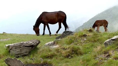 Horses in the Carpathian Mountains 動画素材 78211697