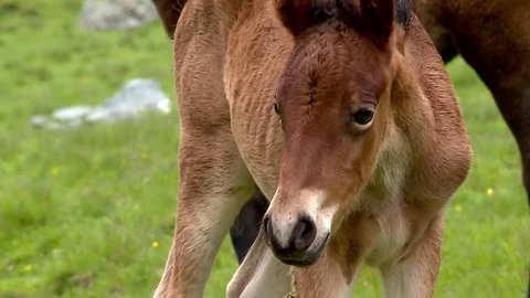 Horses in the Carpathian Mountains Vídeos de archivo 78211908