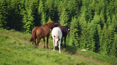 Horses in the Carpathians Stock Footage 170756491