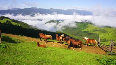 Horses in the Carpathians Video stock 170756502