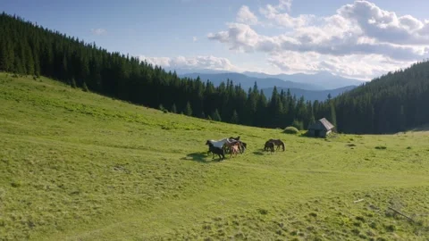 Horses in the Carpathians Stock Footage 170757027