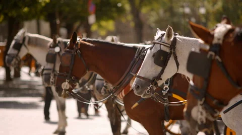 Horses for carriages Stock Footage 42754979