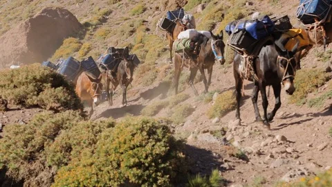 Horses carry cargo boxes through rocky terrain in Argentina Video stock 90876969
