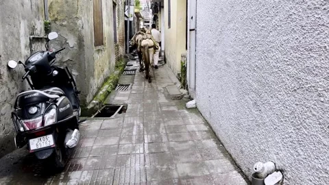 Horses Carrying Loads of Sand Through a Narrow City Street Stock Footage 346127680