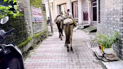 Horses Carrying Loads of Sand Through a Narrow City Street Stock Footage 346127702