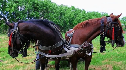 Horses on Cart Stock Footage 92687463