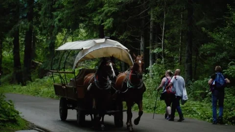 Horses with a cart run through the forest in slow motion Stock Footage 205741330