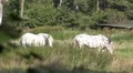 Horses on a cattle meadow in sunny nature reserve HD Footage